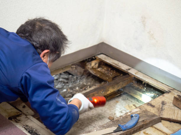 Best Professional Mold Removal  in North Little Rock, AR