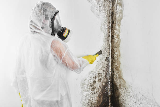 Best Home Mold Removal  in North Little Rock, AR