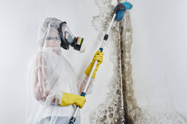 Best Office Mold Removal Services  in North Little Rock, AR