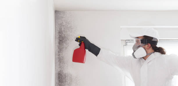Best Mold Testing  in North Little Rock, AR